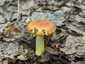 Aranyos galambgomba (Russula aurea), Mátra